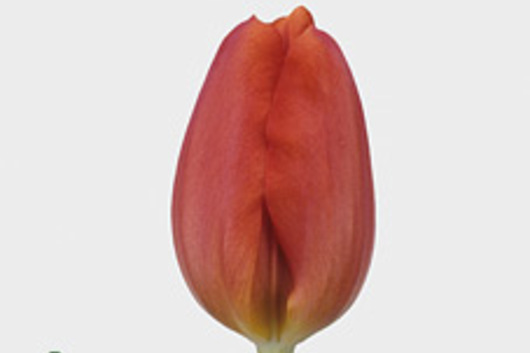 Tulips, Greenhouse-pink