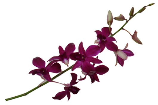 Dendrobium Orchid, Red Bull