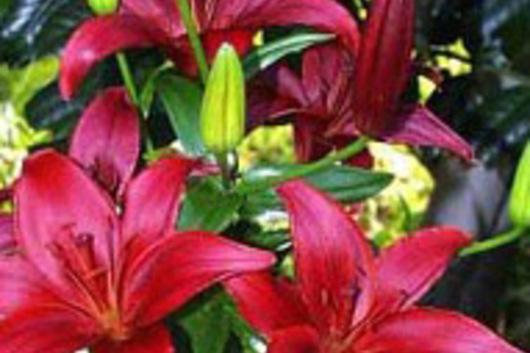L.A. Hybrid Lily-burgundy