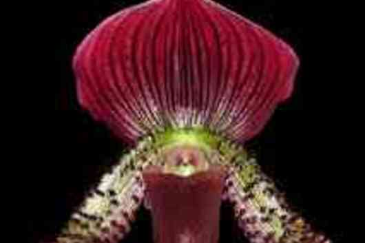 Orchid, Lady Slipper-burgundy