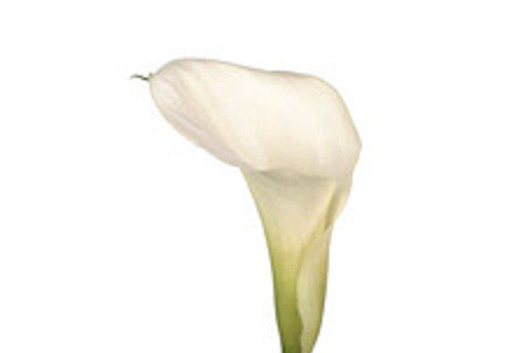 Mini Callas, white