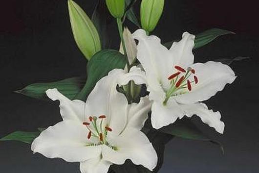 White Oriental Lilies
