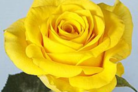Rose-YellowMoon