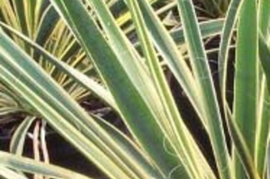 Lily Grass-variegated