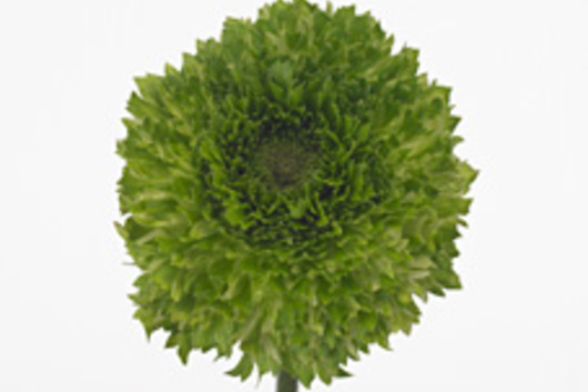 Ranunculus, green