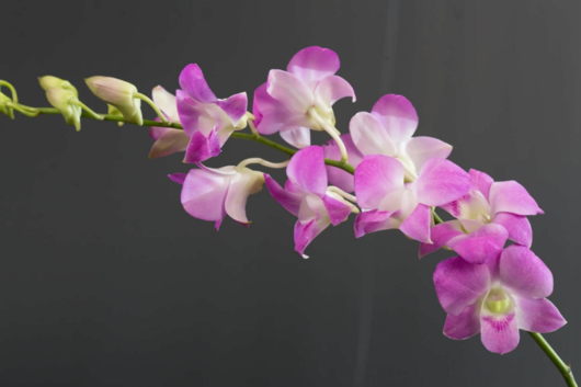 Dendrobium Orchid, Sakura