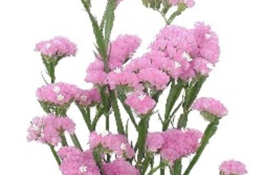 Statice, Sinuata-pink