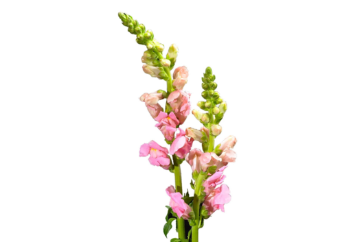 Snapdragons, Light Pink