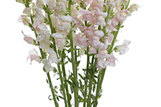 Supreme Snapdragons-white/pink variegated