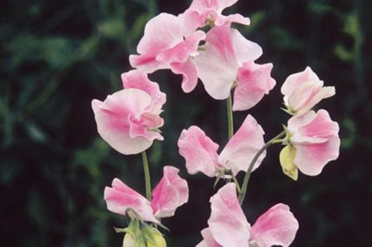 Sweet Peas-light pink