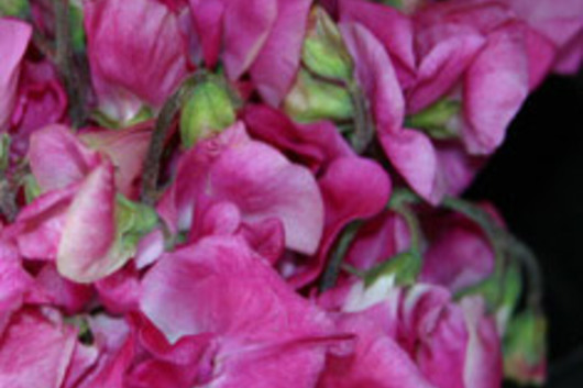 Sweet Peas-pink