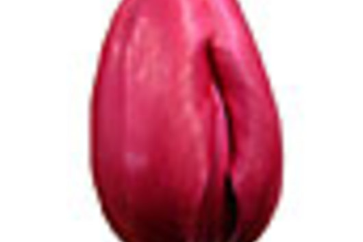 Tulips, French-hot pink