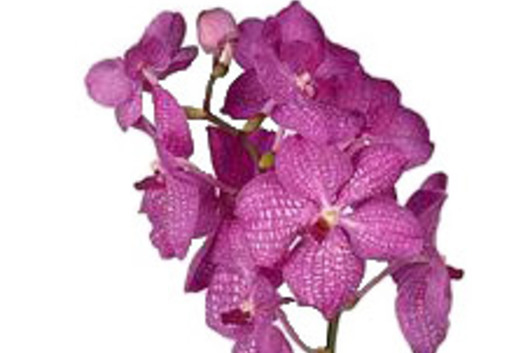 Vanda Orchid-light pink