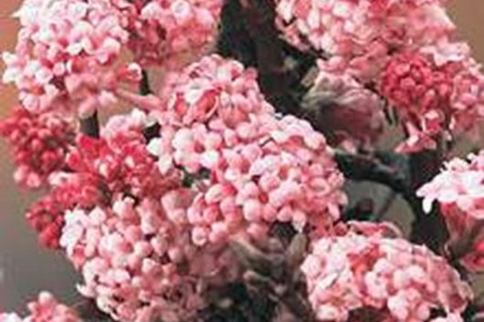 Viburnum, Dawn