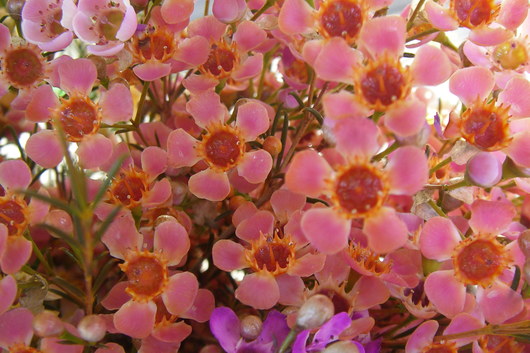 Waxflower-tinted-light pink