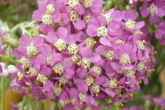 Yarrow, Cottage-pink