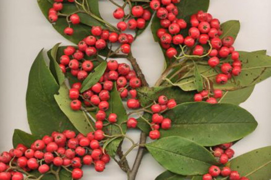 Cotoneaster