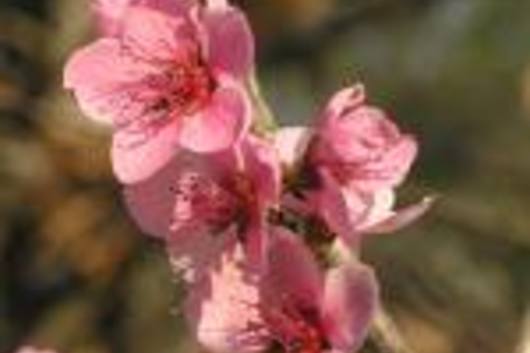Peach Branch, flowering-hot pink