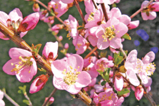Prunus, flowering-hot pink