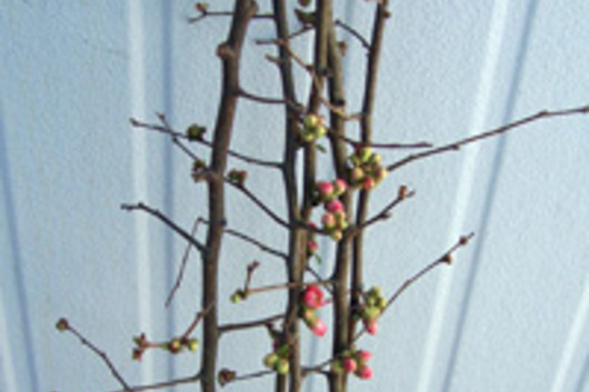 Quince, flowering branch-pink