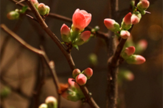 Quince, long flowering branch-pink