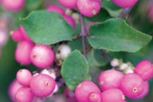 Snowberry-pink