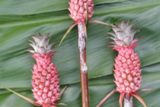 Ornamental Pineapple, mini