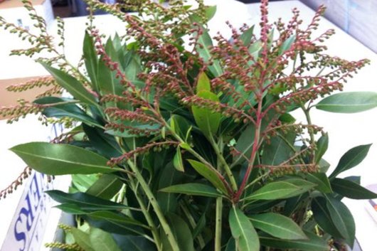 Pieris Buds, Andromeda