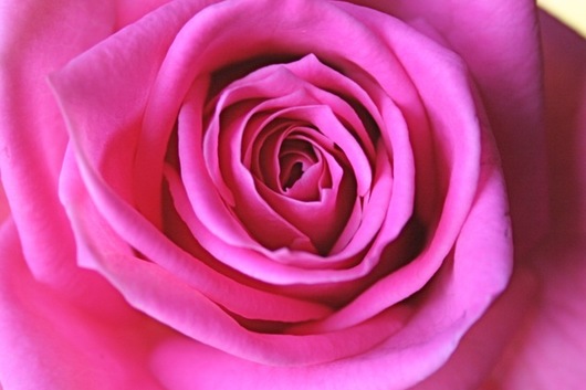 Rose, Rhapsody