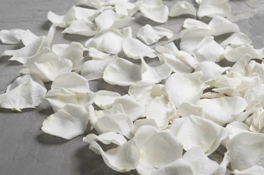 Rose Petal, White Ivory