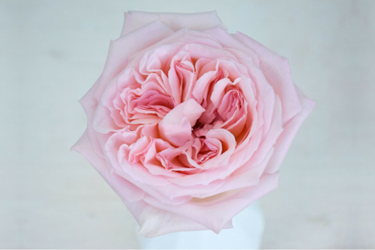 Garden Rose Pink Ohara