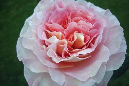 GardenRose Augusta Luise