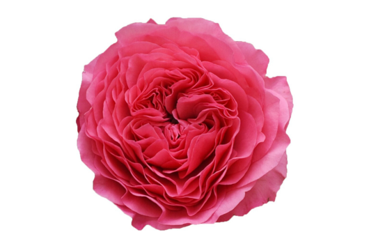 Garden Rose Baronesse