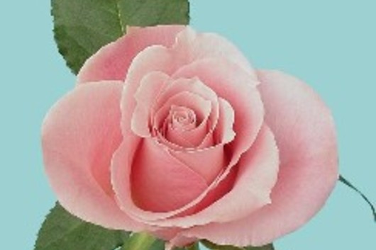 Rose-Charming Unique