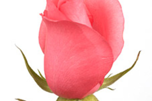 Rose-Pink Dorit