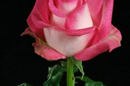 Rose-Rossini