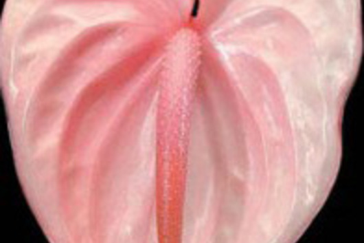Anthuriums, Large-pink