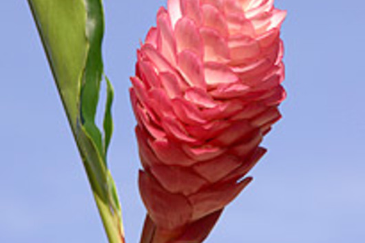 Ginger, large-pink