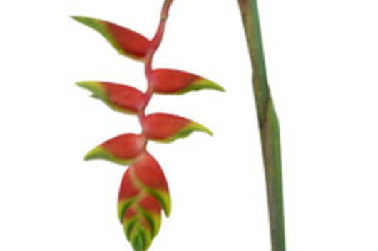 Heliconia, deluxe hanging-pink