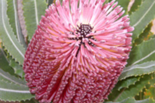 Protea, Banksia-pink