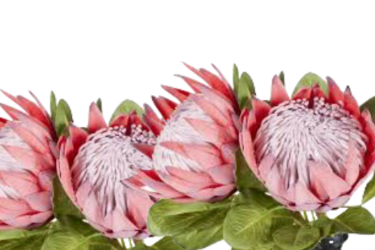 Protea, Pink
