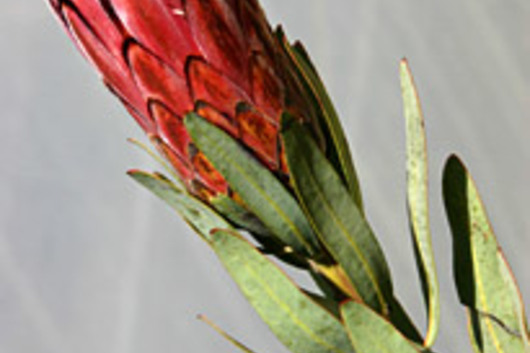 Protea, Pink Mink