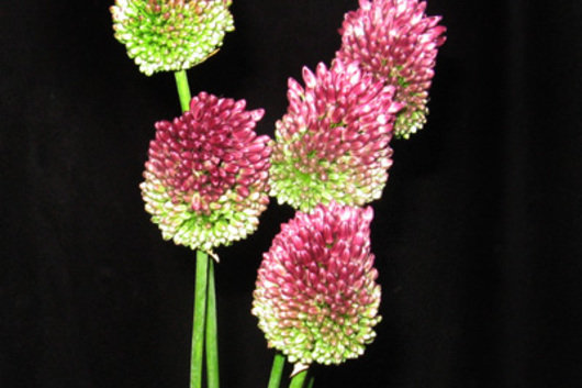 Allium, Bullit Flower | Floral Expert Dictionary | Lobiloo