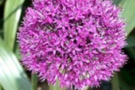 Allium, Purple Sensation