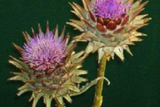 Artichokes, flowering-blue