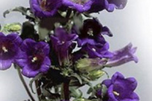 Campanula-purple