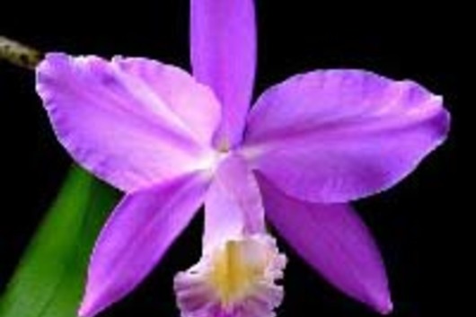 Cattleya Orchid-purple