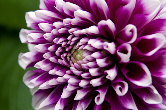 Dahlias,field-purple with white