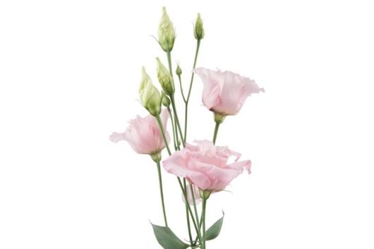 Lisianthus, Pink