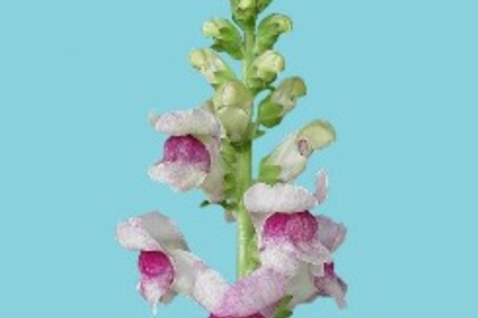 Supreme Snapdragons-white/purple variegated